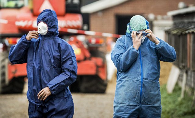 Arbeiter in Schutzausrüstung auf einer Entenfarm in Hierden (Niederlande). Foto: Remko de Waal/AFP über Getty Images