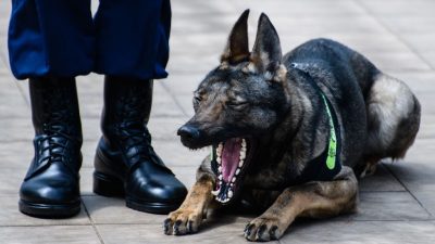 Corona-Spürhunde mit Millionen Steuergeldern ausgebildet – jetzt nutzlose Schnupfen-Hunde?