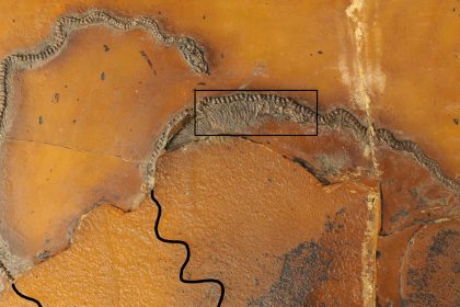 Grube Messel: Fossil belegt Lebendgeburten bei Schlangen vor 47 Millionen Jahren