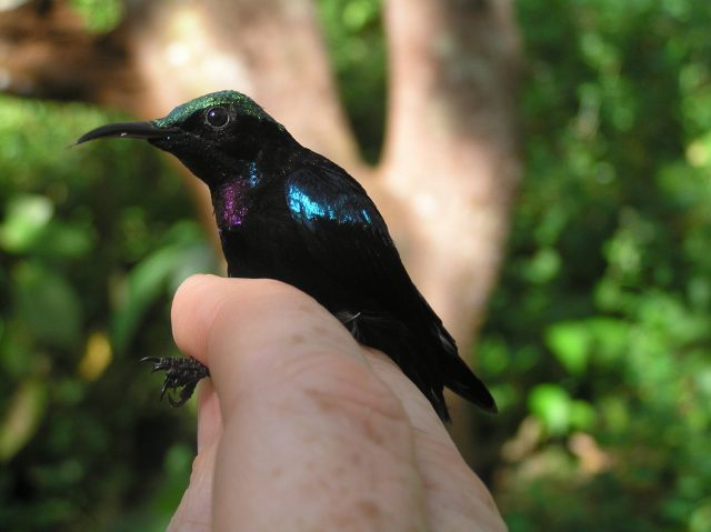 Neues von Vögeln aus Indonesien