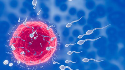 Die Spermienkonzentration sinkt in den letzten Jahrzehnten immer weiter.
