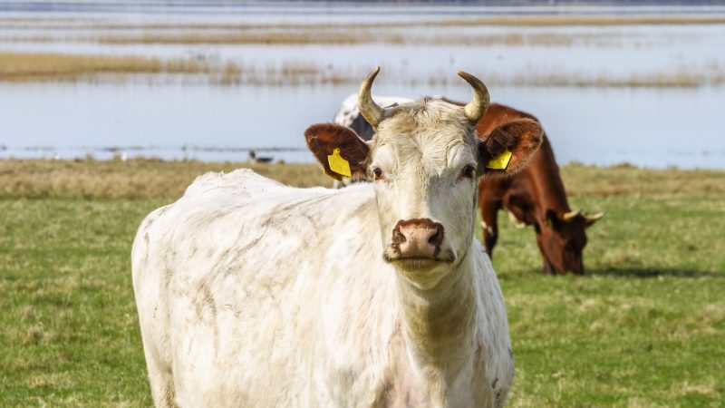Kühe, Moore, Moorschutz, Klimaschutz