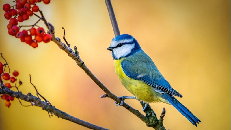Beobachten von Vögeln sorgt für gute Laune den ganzen Tag