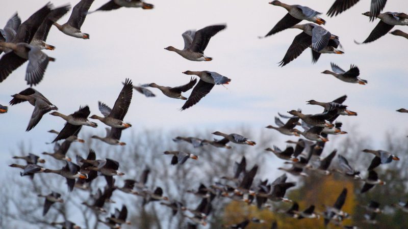 In Sachsen-Anhalt hat der alljährliche Vogelzug begonnen. Die Zugvögel rasten im Herbst im Drömling, bevor sie in ihre südlicheren Winterquartiere weiterziehen.