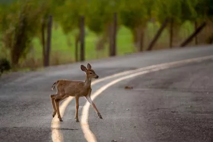 Nasses Laub, Wildschweine, Nebel: Gefahren für Autofahrer im Herbst