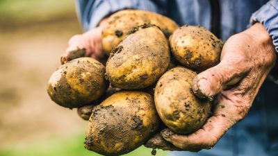 Erzeugerpreise bei Kartoffeln stark gestiegen: um 86 Prozent