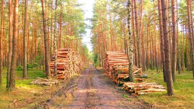 Holzindustrie für weitere Bewirtschaftung von Naturschutzgebieten