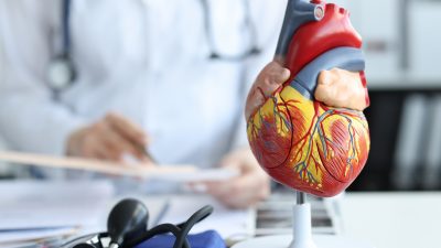 Modell des menschlichen Herzens bei einem Kardiologen.