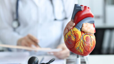 Modell des menschlichen Herzens bei einem Kardiologen.