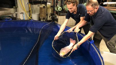 Zwei Mitarbeiter des Berliner Zoos lassen einen Koi in ein Becken, der nach dem Platzen des Aquariums gerettet werden konnte.