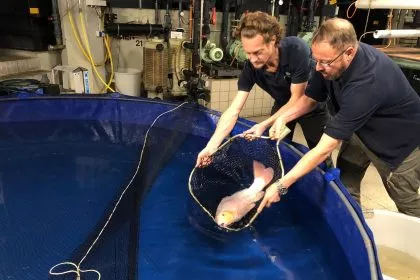 Geplatztes Aquarium: „Drei große Eimer voll“ Fische gerettet