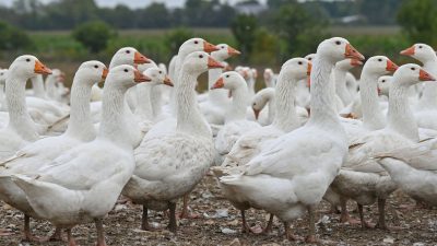 Gänse auf einem Freigelände eines landwirtschaftlichen Betriebs in Brandenburg.