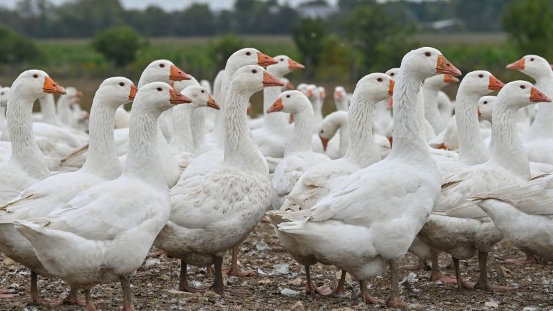 Gänse auf einem Freigelände eines landwirtschaftlichen Betriebs in Brandenburg.