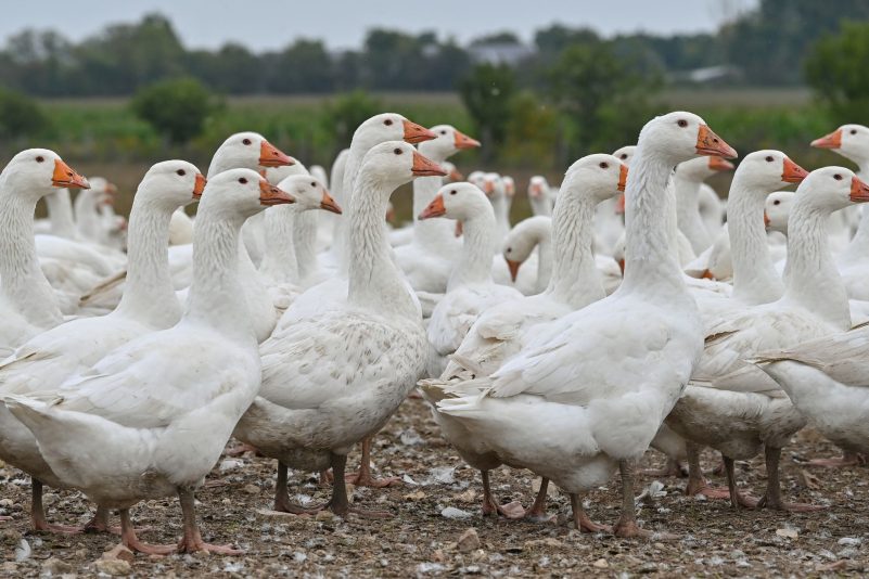 Gänse auf einem Freigelände eines landwirtschaftlichen Betriebs in Brandenburg.