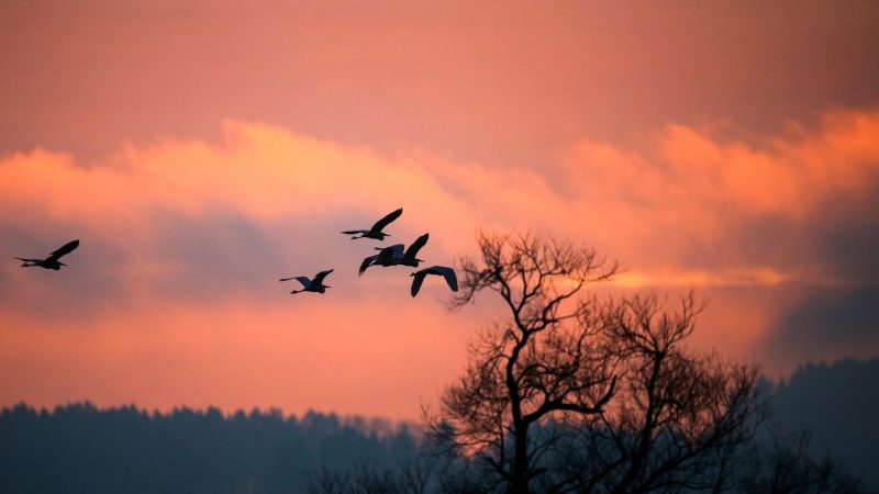 Silberreiher sind am Morgen kurz vor Sonnenaufgang am rötlich gefärbten Himmel unterwegs. Sie überfliegen ein Naturschutzgebiet in Unlingen (Baden-Württemberg).