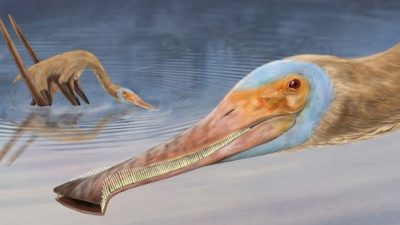 Flugsaurier aus Deutschland mit fast 500 Zähnen aß wie ein Flamingo