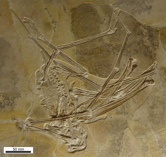 Steinplatte mit Fossil vom Flugsaurier