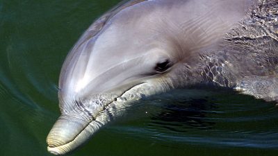 Delfine im Krieg – Opfer und Werkzeug