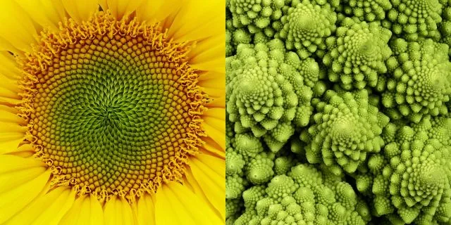Der Goldene Schnitt ist eine Erfindung der Natur