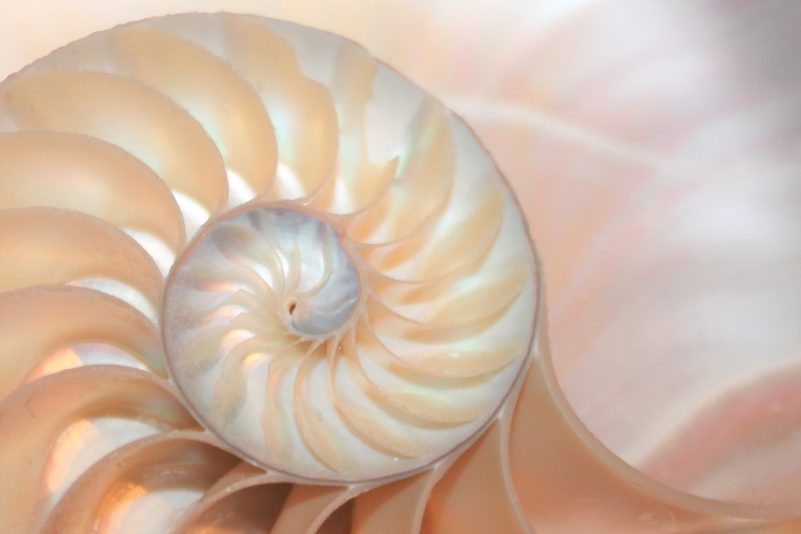 Der Goldene Schnitt: Was steckt hinter der Schönheitsformel der Natur?