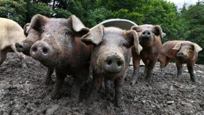 Bauernpräsident warnt vor Niedergang der Tierzucht in Deutschland