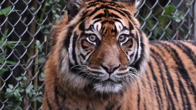 Plantagenarbeiter bei mutmaßlichem Tigerangriff auf Sumatra getötet