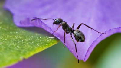 Ameisen können dank Rezeptoren auf ihren Fühlern auch ohne Nase „riechen“.
