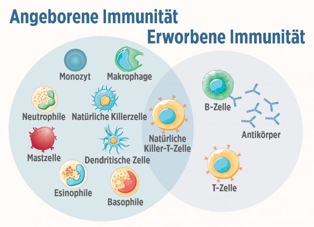 Angeborene (links) und erworbene Immunität (rechts) des menschlichen Körpers verfügen über verschiedene „Spezialeinheiten“.