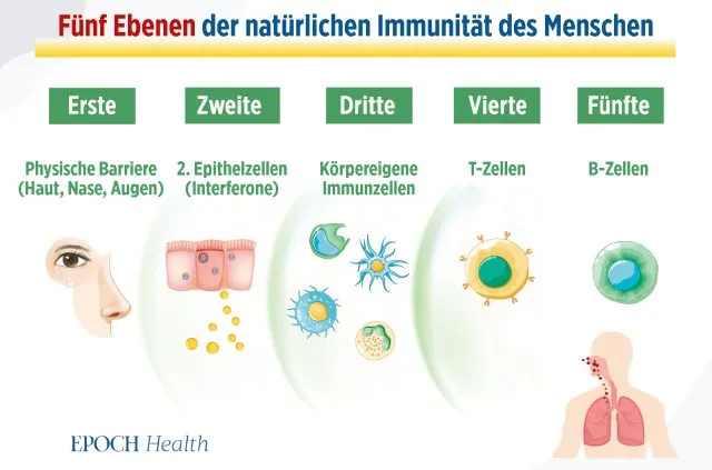 Das menschliche Immunsystem ist mehrschichtig aufgebaut.
