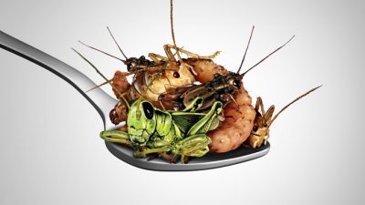 Insekten in Lebensmitteln – nahrhaft oder schädlich?