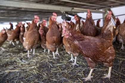 Was wiegt mehr: Tierschutz oder Religionsfreiheit?