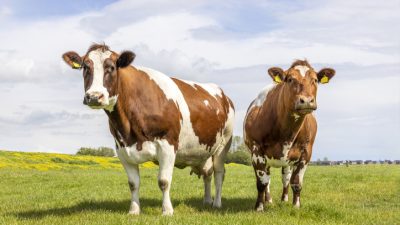 Milch per Genschere – sind bald keine Kühe mehr notwendig?