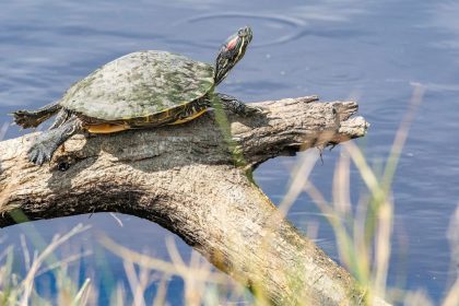 Schildkröten-Invasion im Ländle – neue invasive Arten in Deutschland nachgewiesen