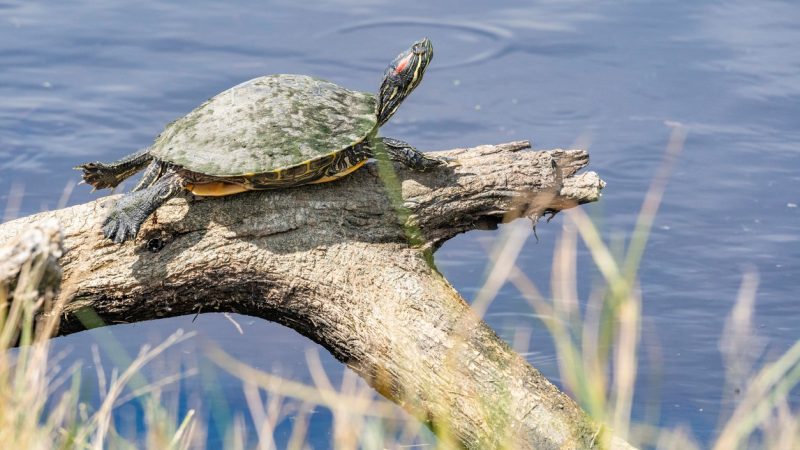 Invasiven Schildkröten geht es in Deutschland gut