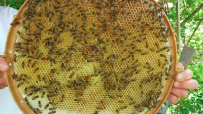 Die Bienenkugel: Eine runde Sache