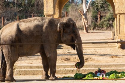 Pakistan: Elefantendame stirbt nach tagelangem Todeskampf in Zoo