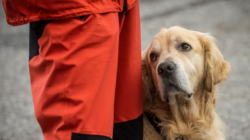 Ein Diensthund eines tschechischen Such- und Rettungsteams nimmt an einem Pressetermin nach der Rückkehr aus dem Erdbebengebiet der Türkei teil.