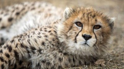 Einer der letzten Asiatischen Geparden im Iran gestorben
