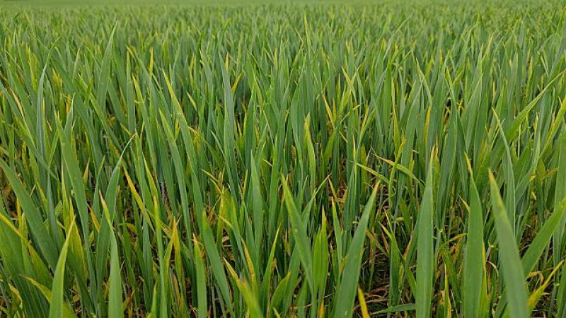 Anbau von Sommergetreide gestiegen – Wintergetreide oft untergepflügt