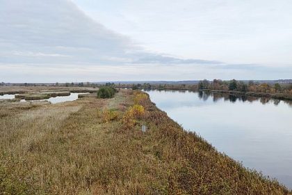 Oder-Fischsterben: Algen, Bergbaubetriebe und Grubenwasser