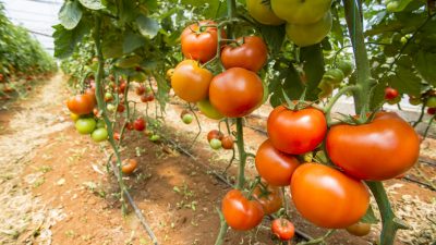 Schreiende Tomaten? Gestresste Pflanzen machen Geräusche
