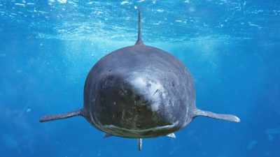 Geschöpfe der Meeresgöttin Sedna: Das faszinierende Rätsel der Grönlandhaie
