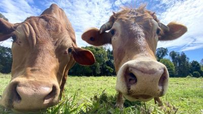 Neue mRNA-Impfstoffe – Bald auch für Rinder erhältlich