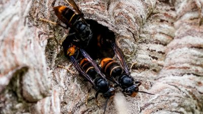 Heidelberg, Karlsruhe, Hessen: Asiatische Hornissen lauern auf Honigbienen