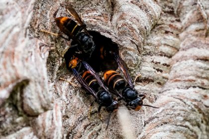 Heidelberg, Karlsruhe, Hessen: Asiatische Hornissen lauern auf Honigbienen