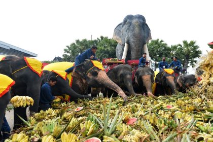Buffet für Elefanten: Thailand feiert sein Nationaltier