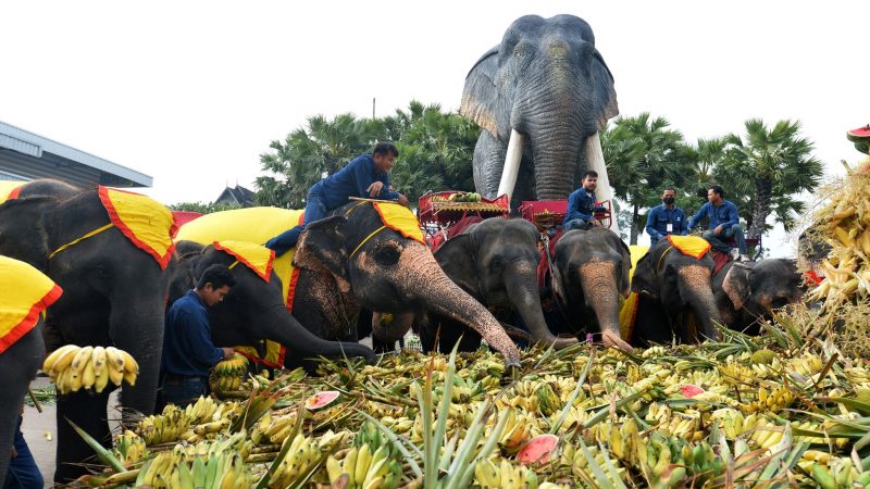 Ein Festmahl für die Elefanten in Pattaya.