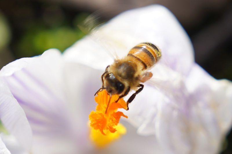 Ein gutes Zeichen für die Ankunft des Frühlings: Die Bienen sind wieder unterwegs. Diese hier sammelt im Sonnenlicht Nektar und somit auch Kraft an einer Blüte im Park Planten un Blomen.