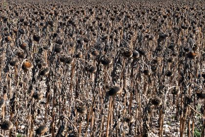 Landwirte in Südfrankreich beten bei Prozession um Regen