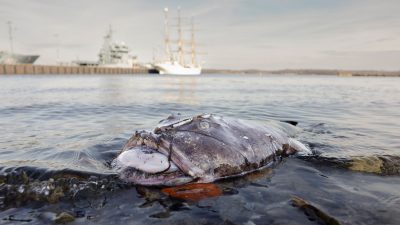 Seltener Fund: Toter Anglerfisch in der Kieler Bucht